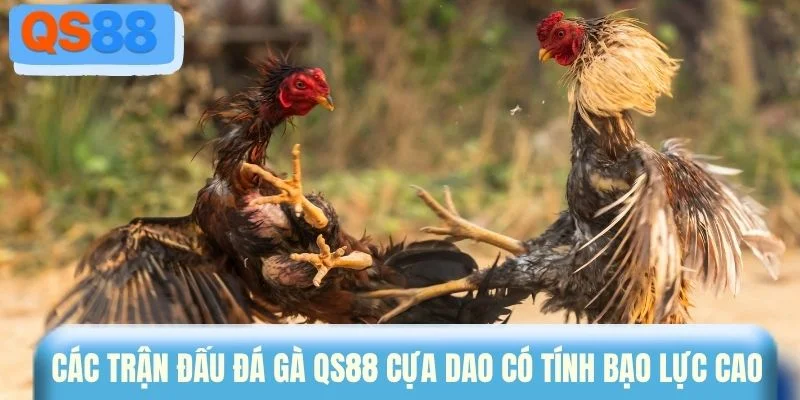 Các trận đấu đá gà QS88 cựa dao có tính bạo lực cao