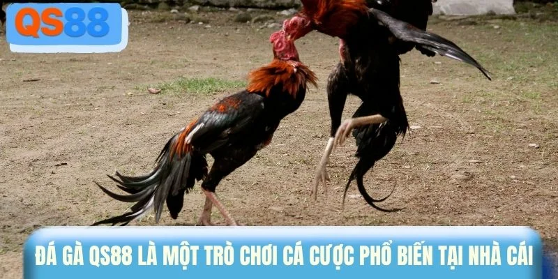 Đá gà QS88 là một trò chơi cá cược phổ biến tại nhà cái