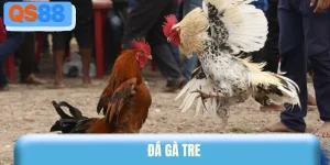 đá gà tre