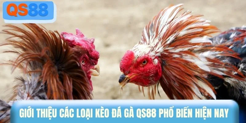 Giới thiệu các loại kèo đá gà QS88 phổ biến hiện nay 