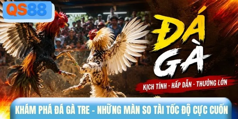 Khám phá đá gà tre - Những màn so tài tốc độ cực cuốn