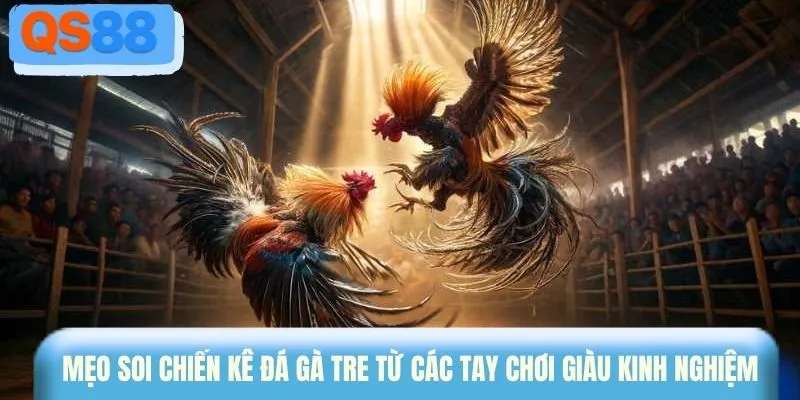 Mẹo soi chiến kê đá gà tre từ các tay chơi giàu kinh nghiệm
