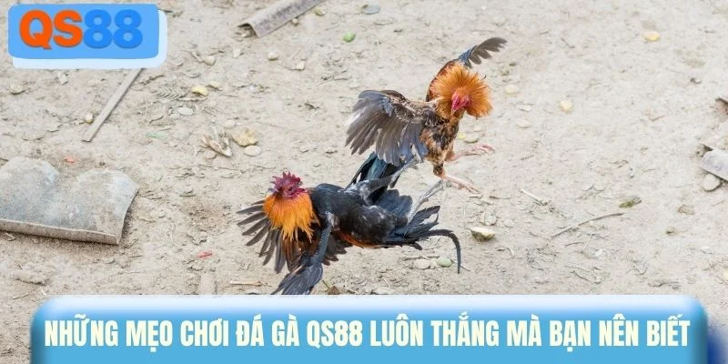 Những mẹo chơi đá gà QS88 luôn thắng mà bạn nên biết 